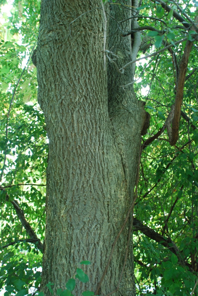 Tree trunk (Monroe County, NY)-Early Fall