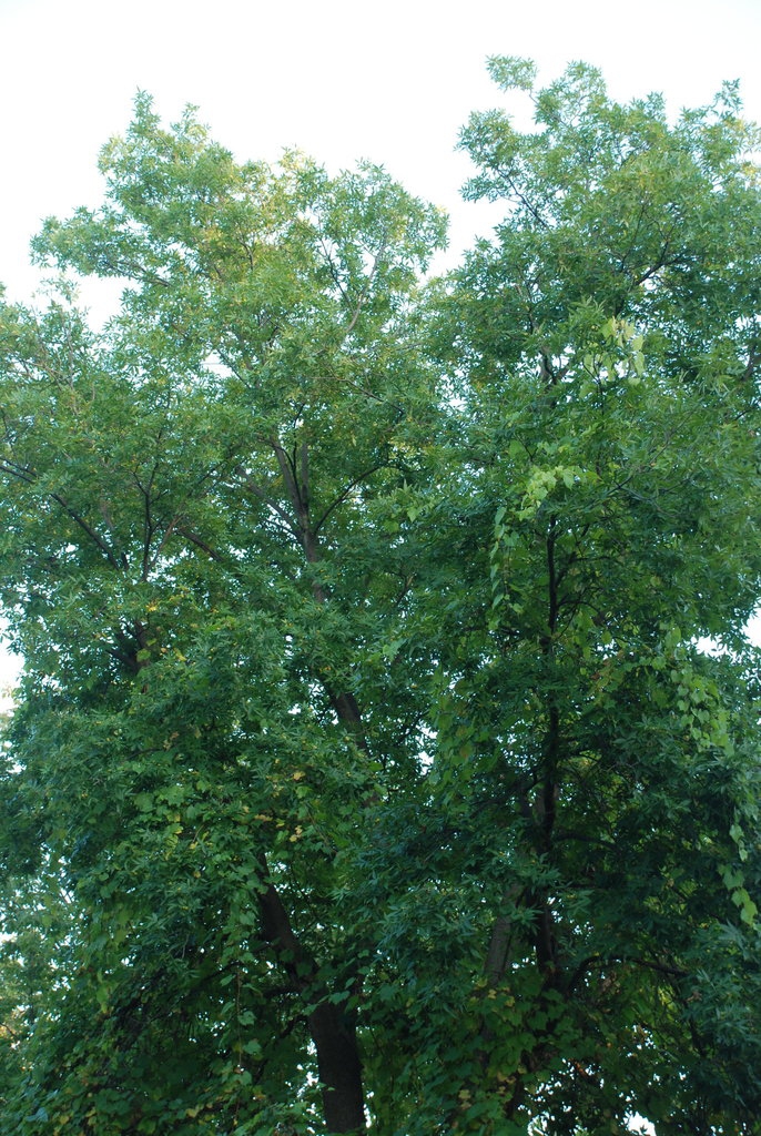 Tree form (Monroe County, NY)-Early Fall