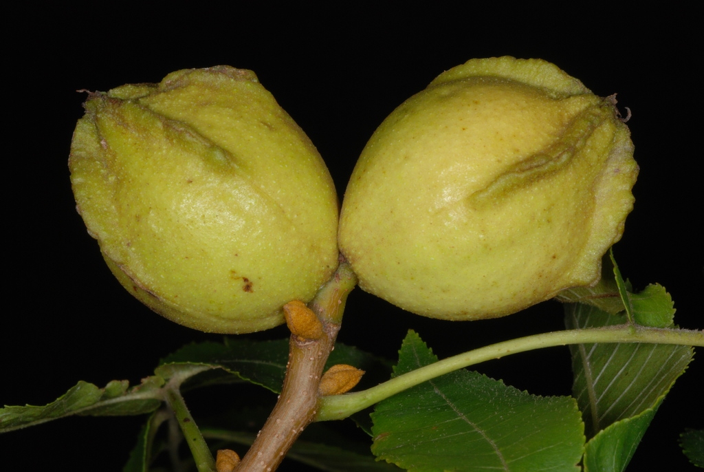 Fruit (Monroe County, NY)-Early Fall