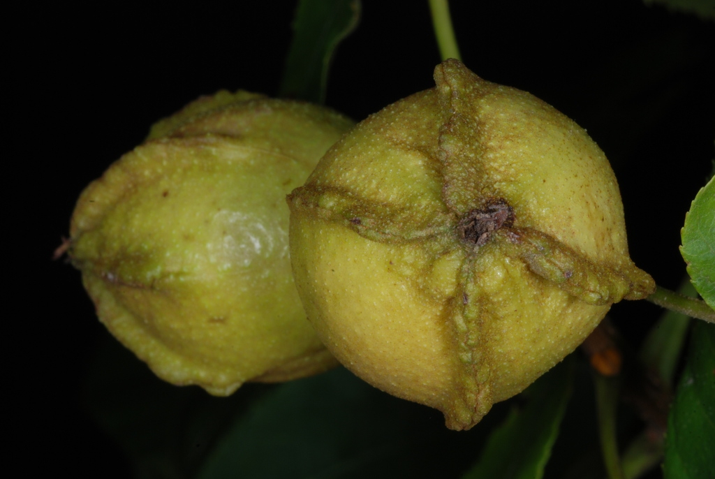 Bottom of fruits (Monroe County, NY)-Early Fall