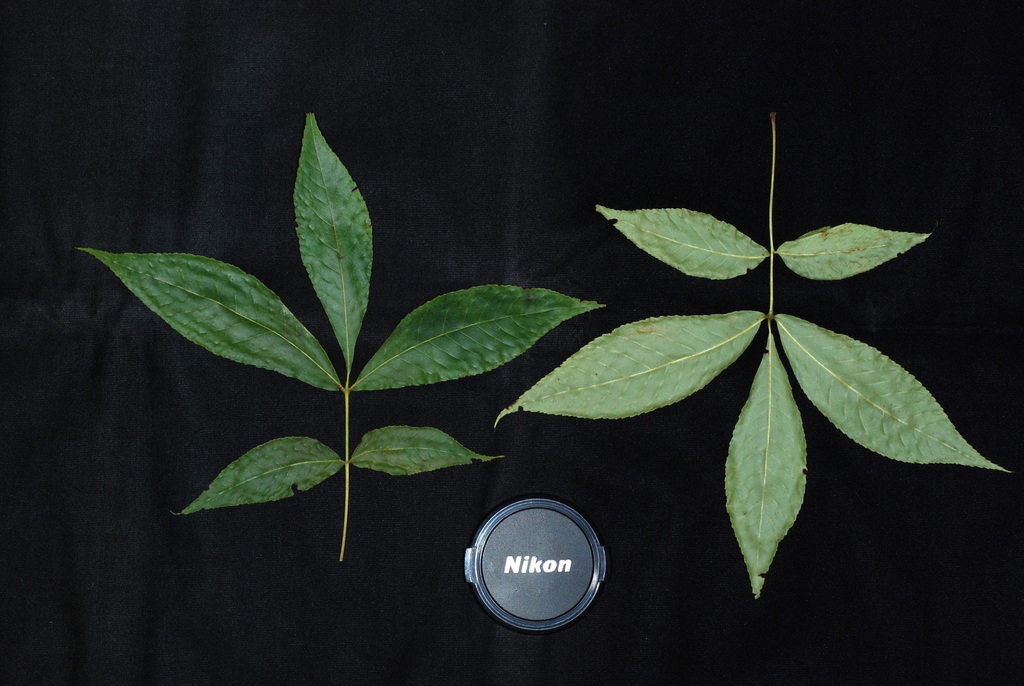 Front and back of leaves (Monroe County, NY)-Early Fall