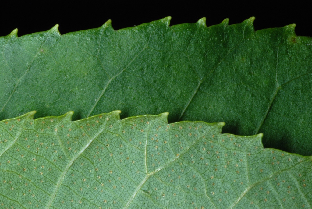 Serrated margins (Monroe County, NY)-Early Fall