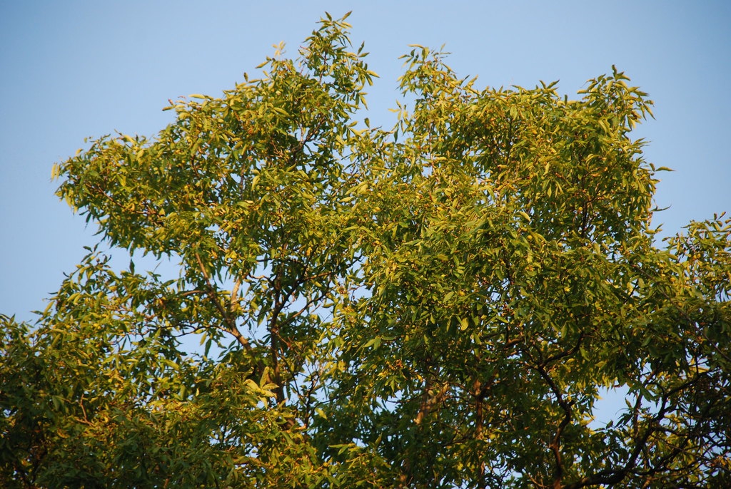 Tree form (Monroe County, NY)-Early Fall