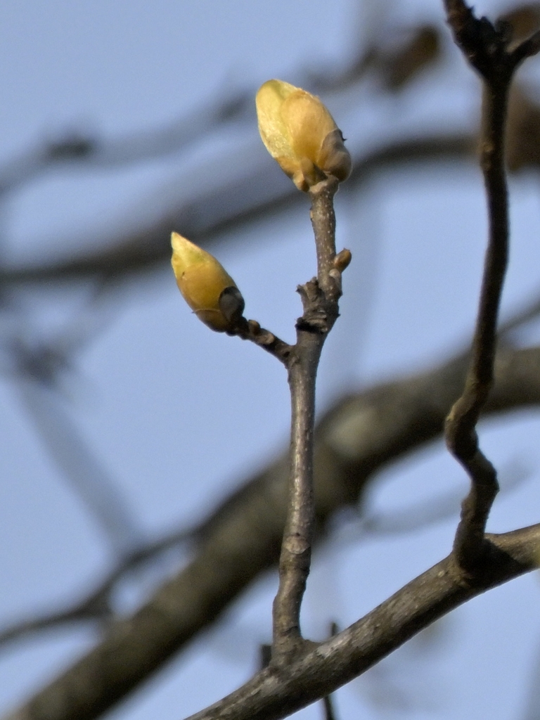 The terminal buds are sulfur-yellow buds