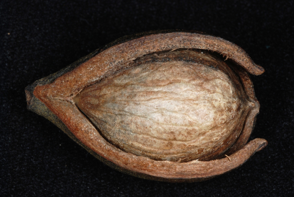Husk and nut (Guilford County, NC)-Early Fall
