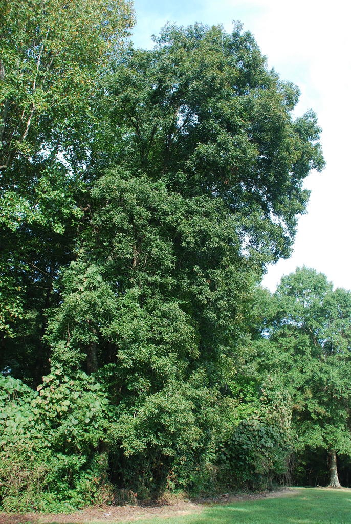 Tree form (Guilford County, NC)-Early Fall