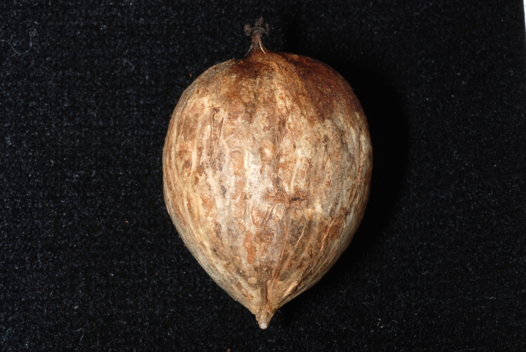 Fruit (Guilford County, NC)-Early Fall