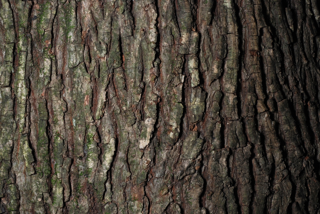 Bark close-up (Guilford County, NC)-Early Fall