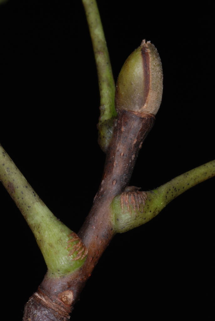 End bud (Guilford County, NC)-Early Fall