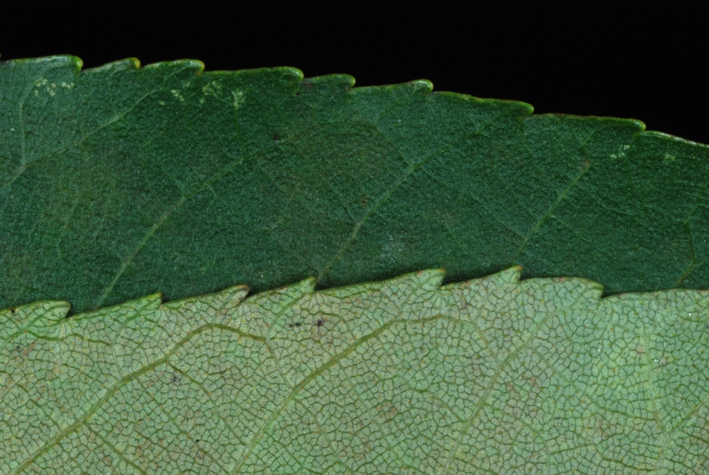 Serrated margin (Guilford County, NC)-Early Fall