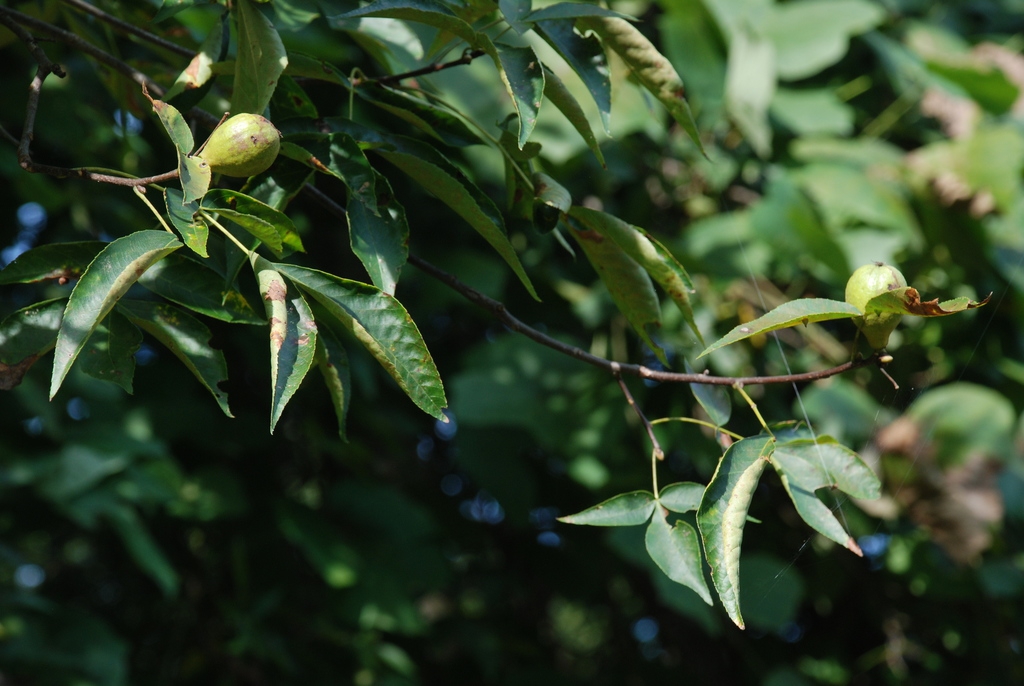 Branch and leaves (Guilford County, NC)-Early Fall