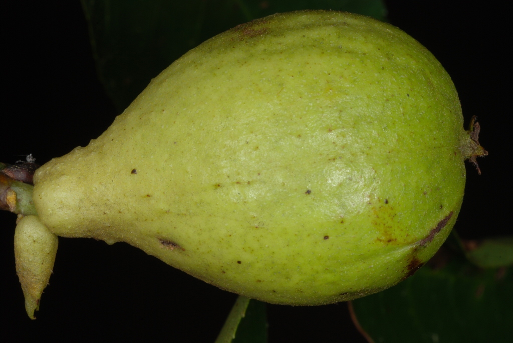 Fruit (Guilford County, NC)-Early Fall