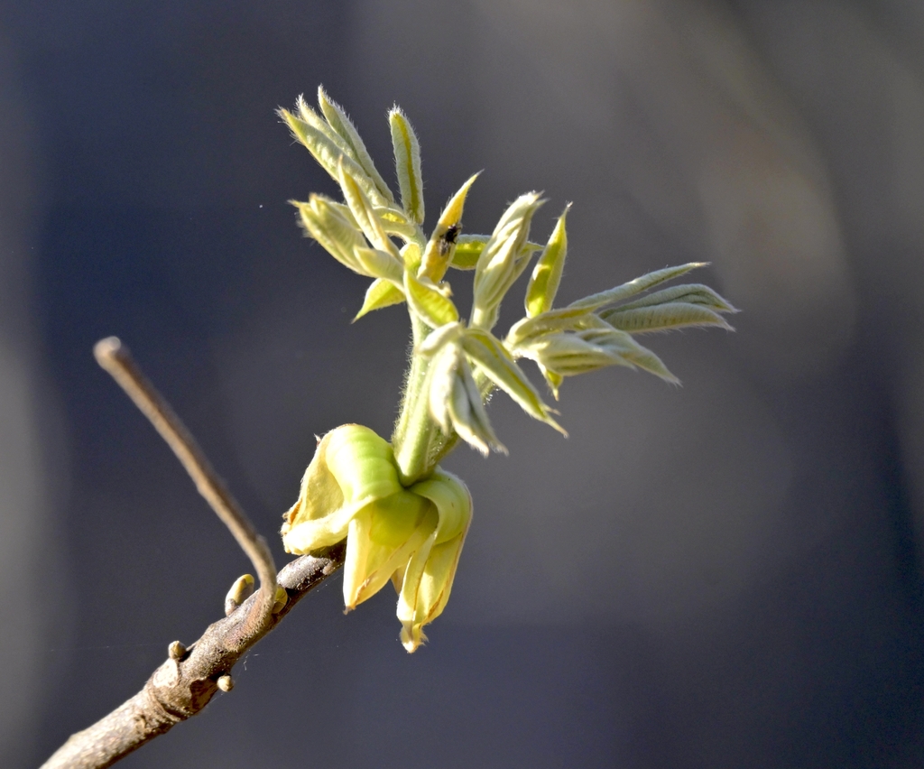 Shows the outer bud scales peeling back and drooping.