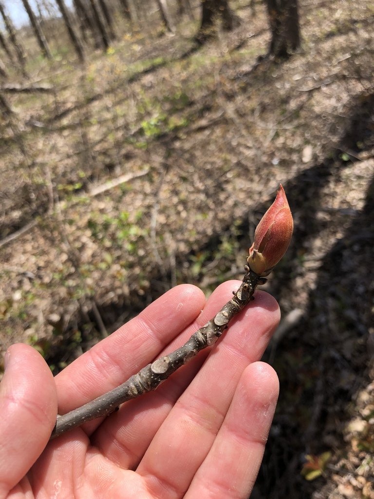 Terminal bud
