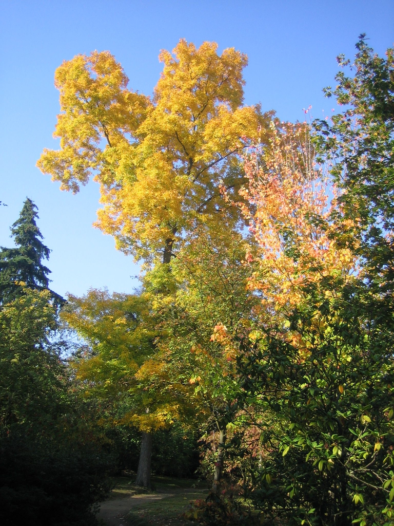 Fall form