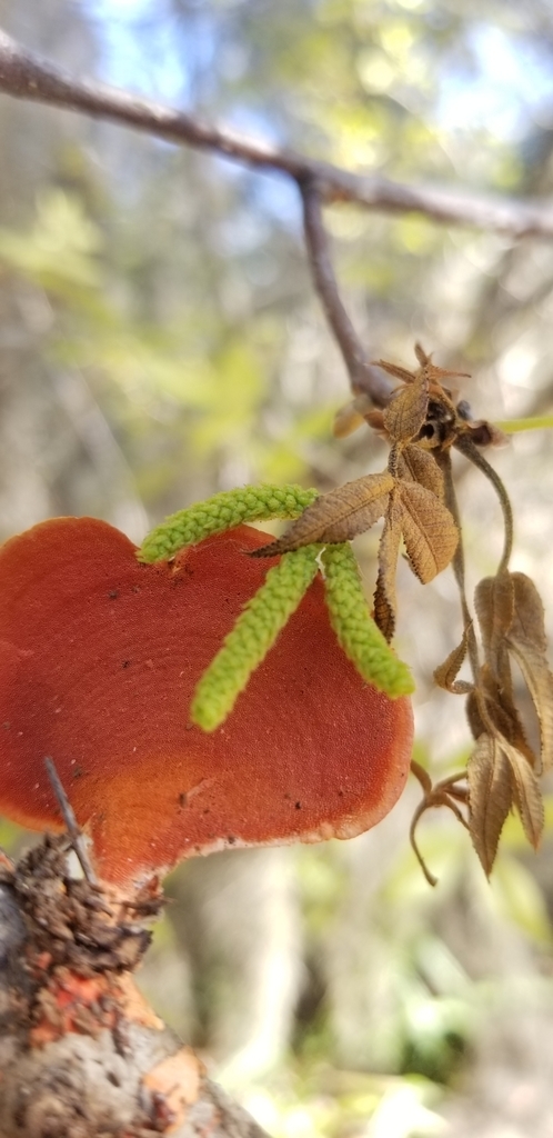 Yellow male catkins