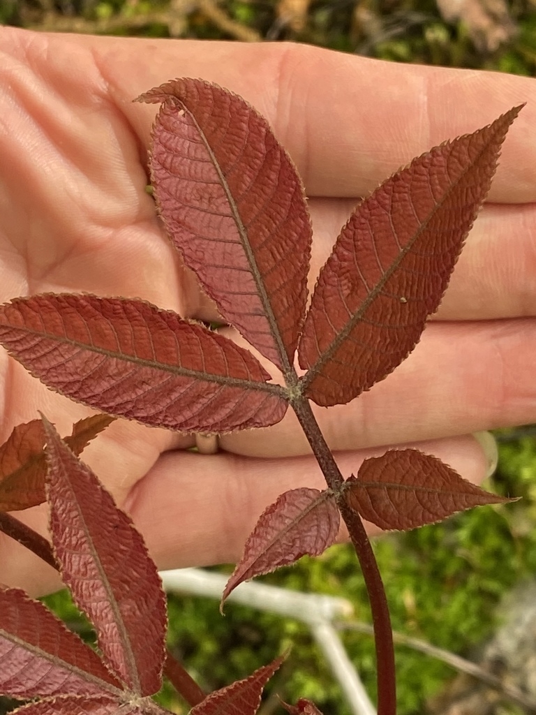 Reddish new growth of leaves