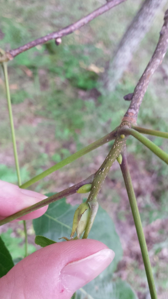 Stem