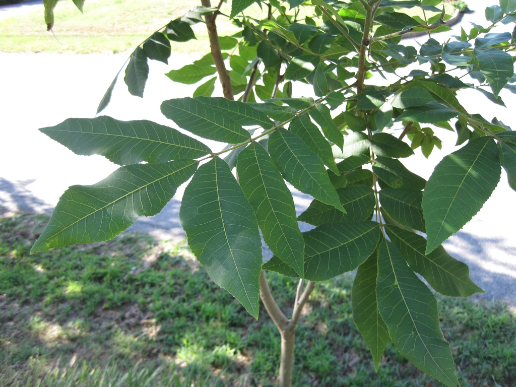 Leaves
