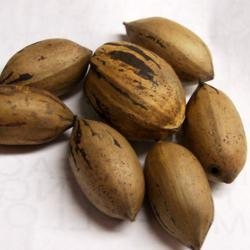 The fruits