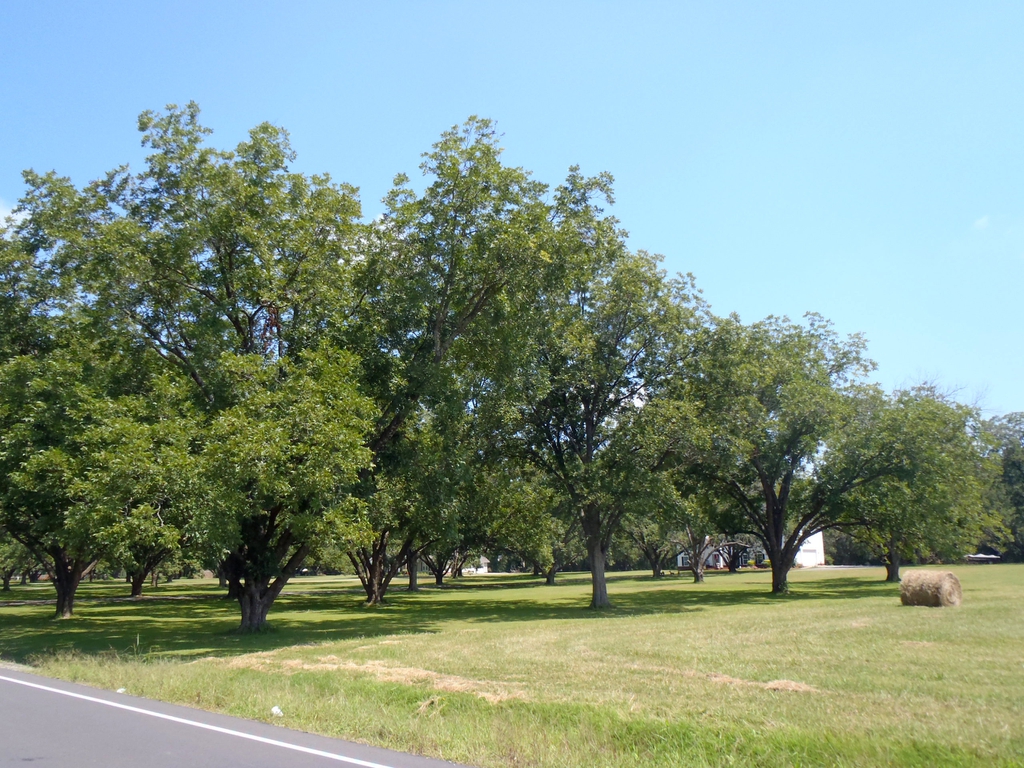 Carya illinoinensis