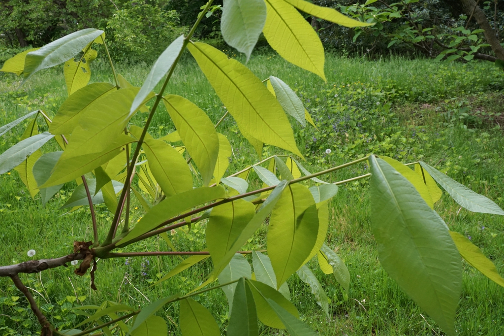 Leaves