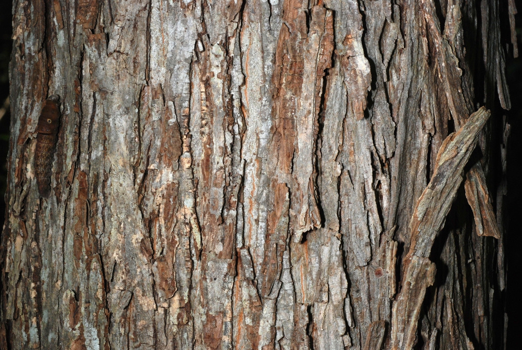 Shaggy bark (North Carolina, US)-Early Fall