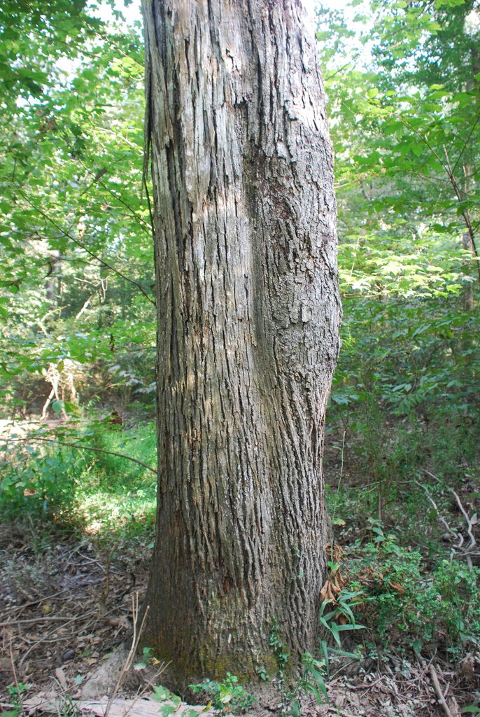 Tree trunk (North Carolina, US)-Early Fall