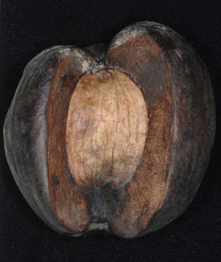 Husk with nut inside (North Carolina, US)-Early Fall