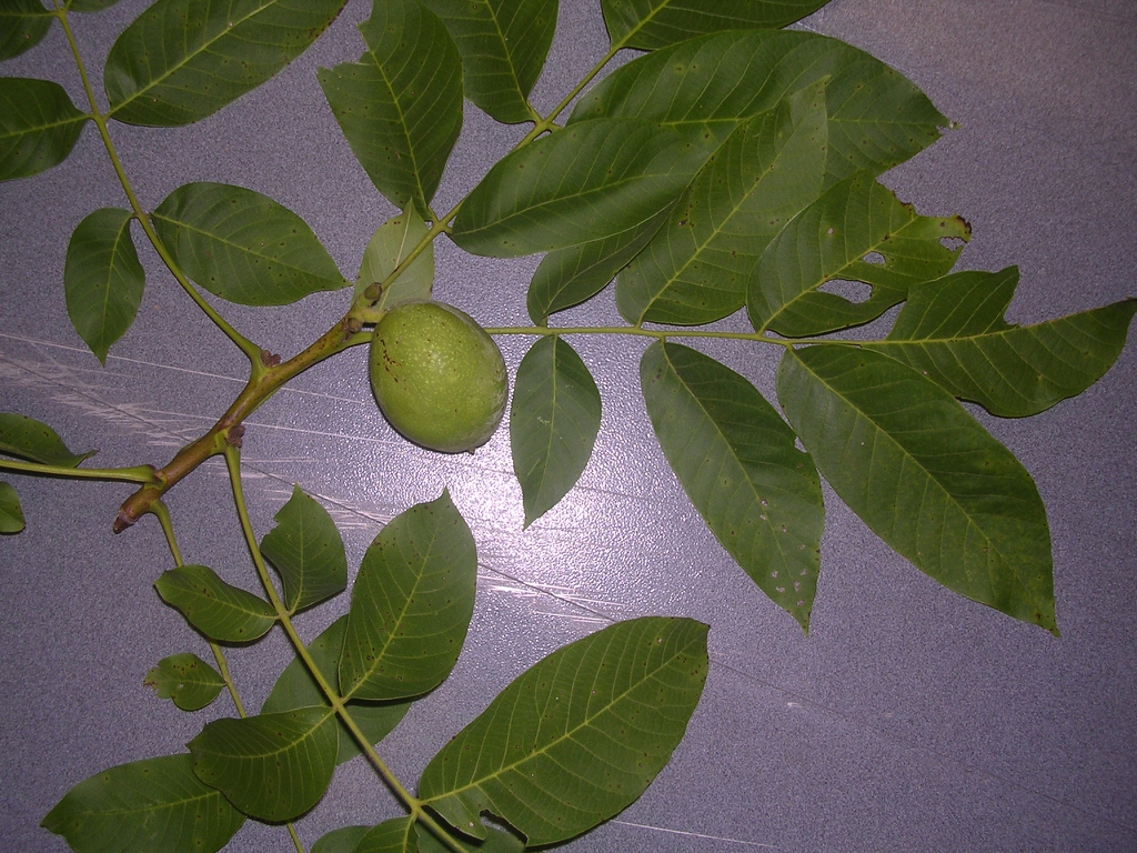 Carya laciniosa