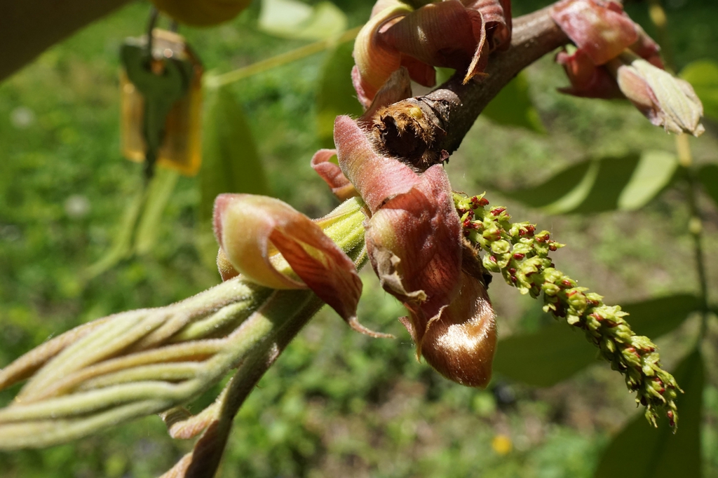 Male Flowers