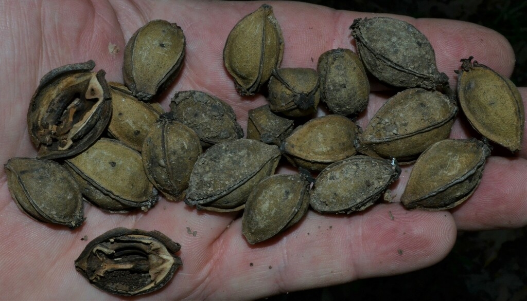 Mature brown fruits