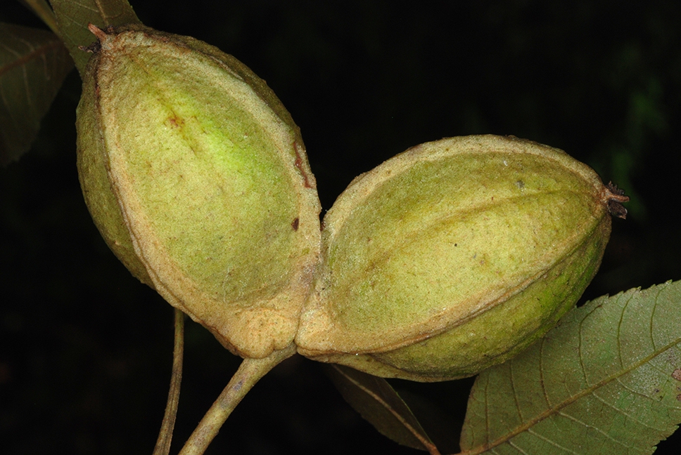 Fruits (Pickens County, AL)-Mid Fall