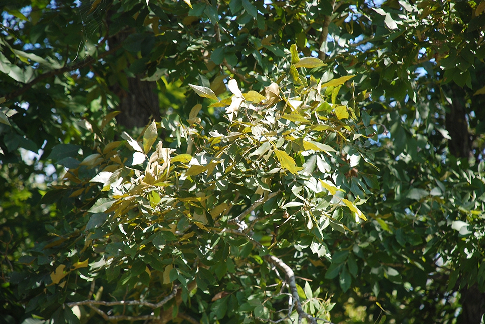 Branches and leaves (Pickens County, AL)-Mid Fall