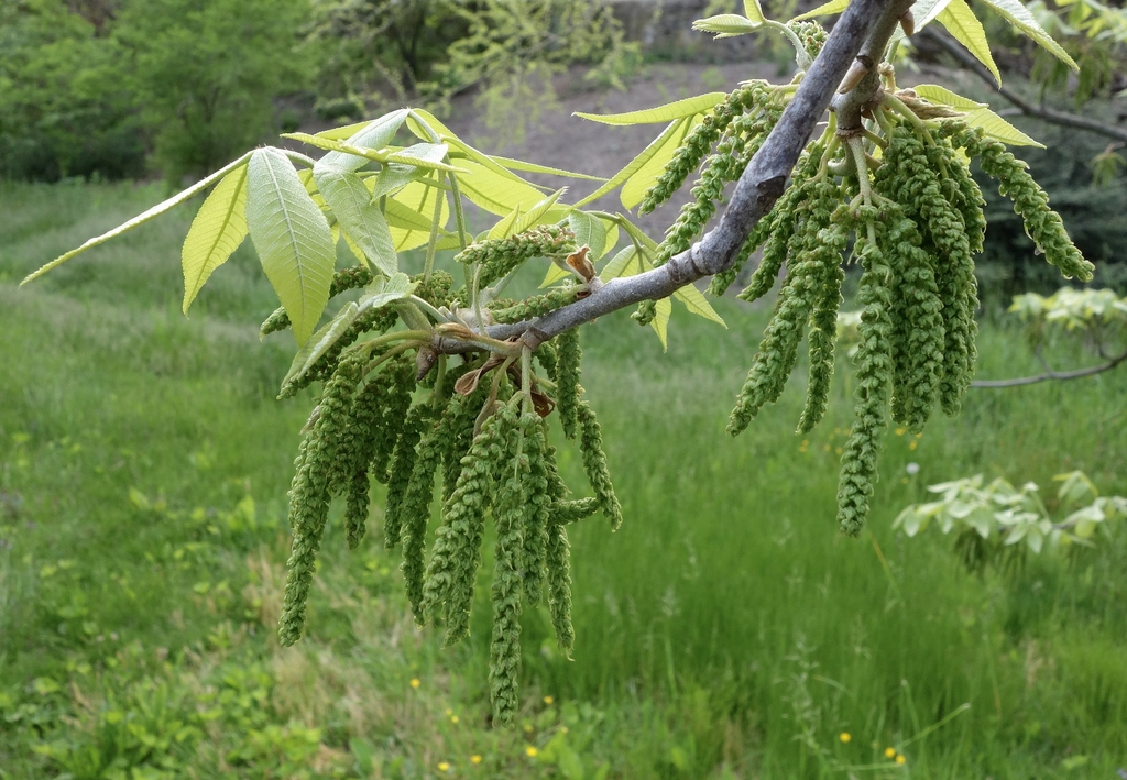 Green hanging male catkins