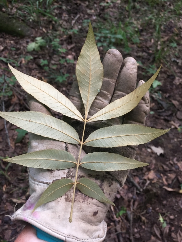 Silvery undersides of a compound leaf