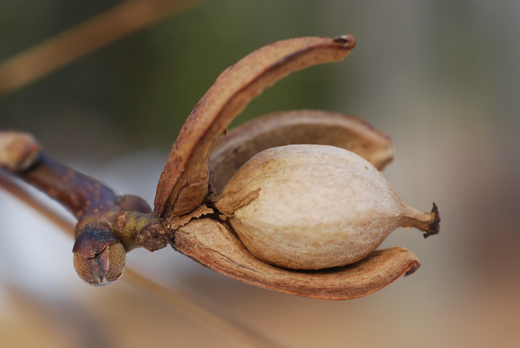 Husk and nut (Niagara Falls, ON)-Late Summer