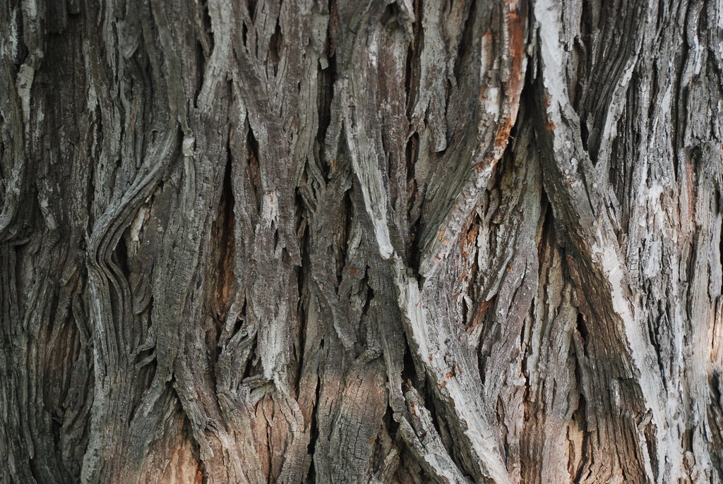 Bark close-up (Niagara Falls, ON)-Late Summer