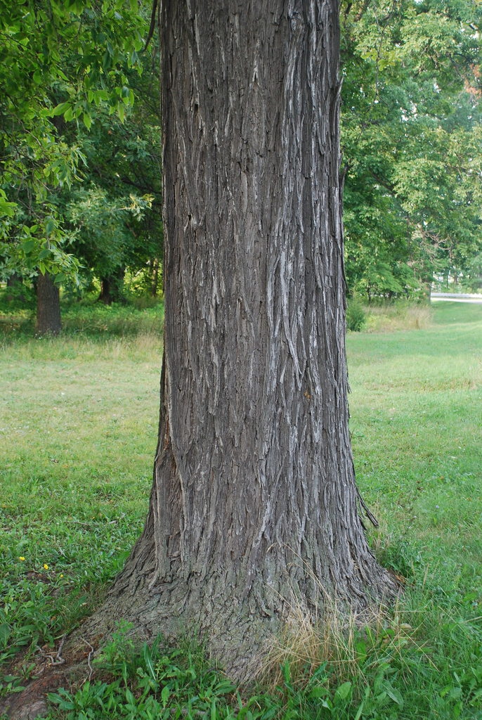 Tree trunk (Niagara Falls, ON)-Late Summer