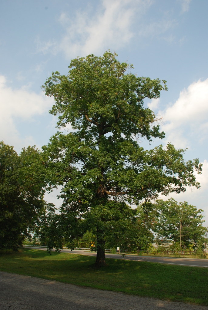 Tree form (Niagara Falls, ON)-Late Summer
