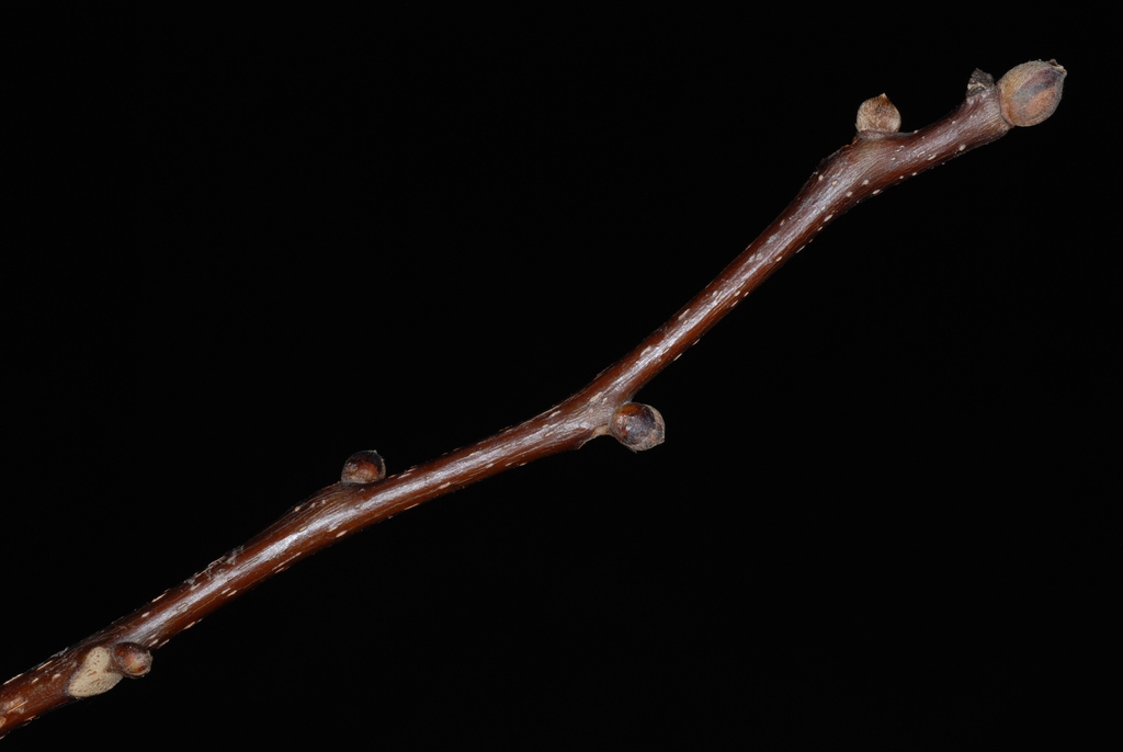 Stem and buds (Niagara Falls, ON)-Late Summer
