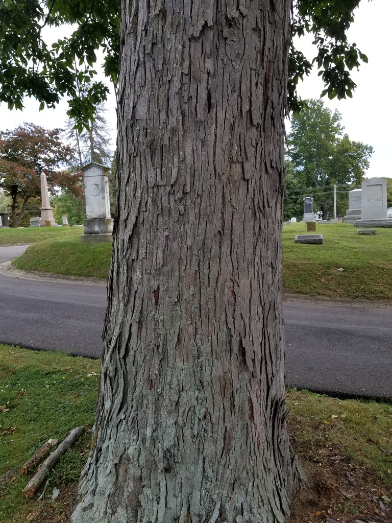 Bark