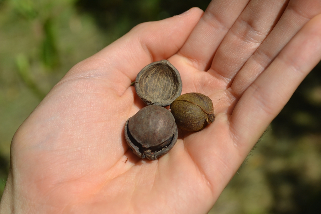 Fruit