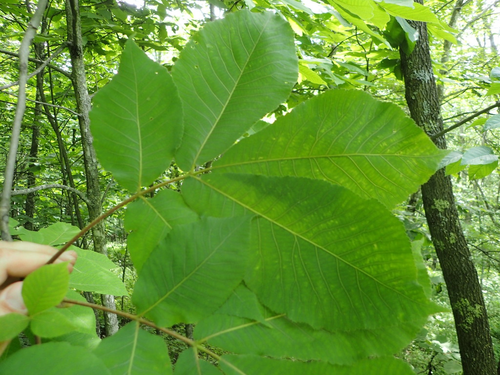 Compound leaves