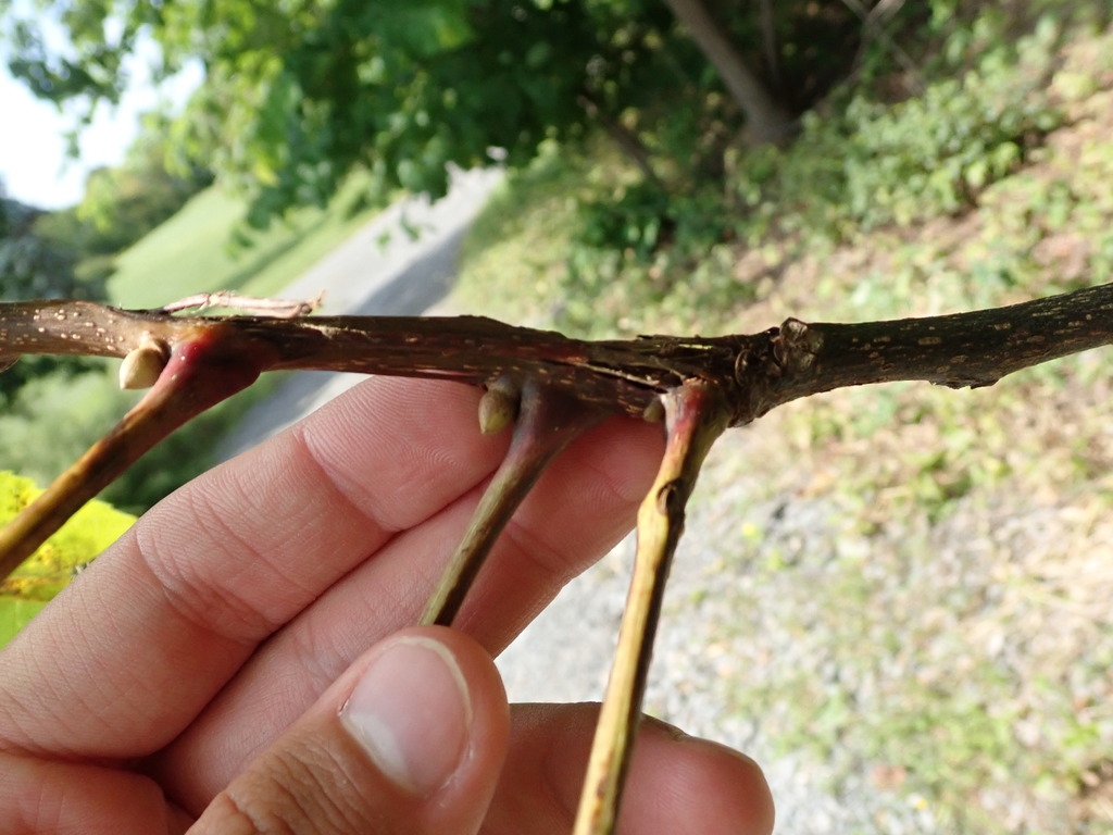 Stem and buds