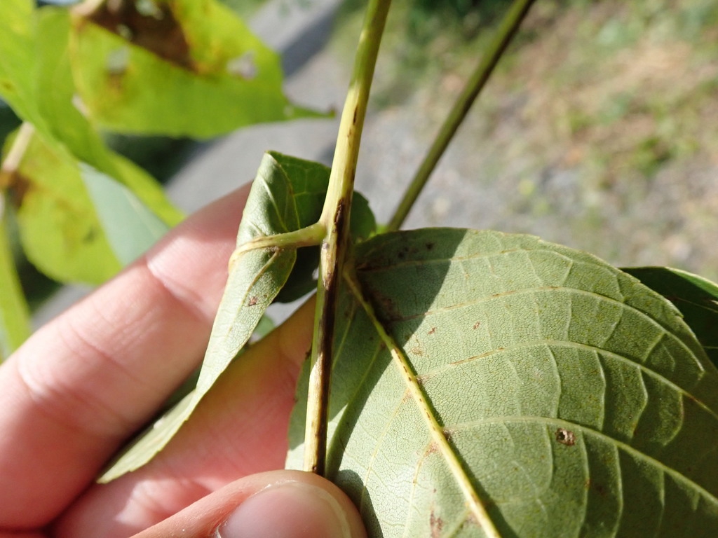 Underside of leaf