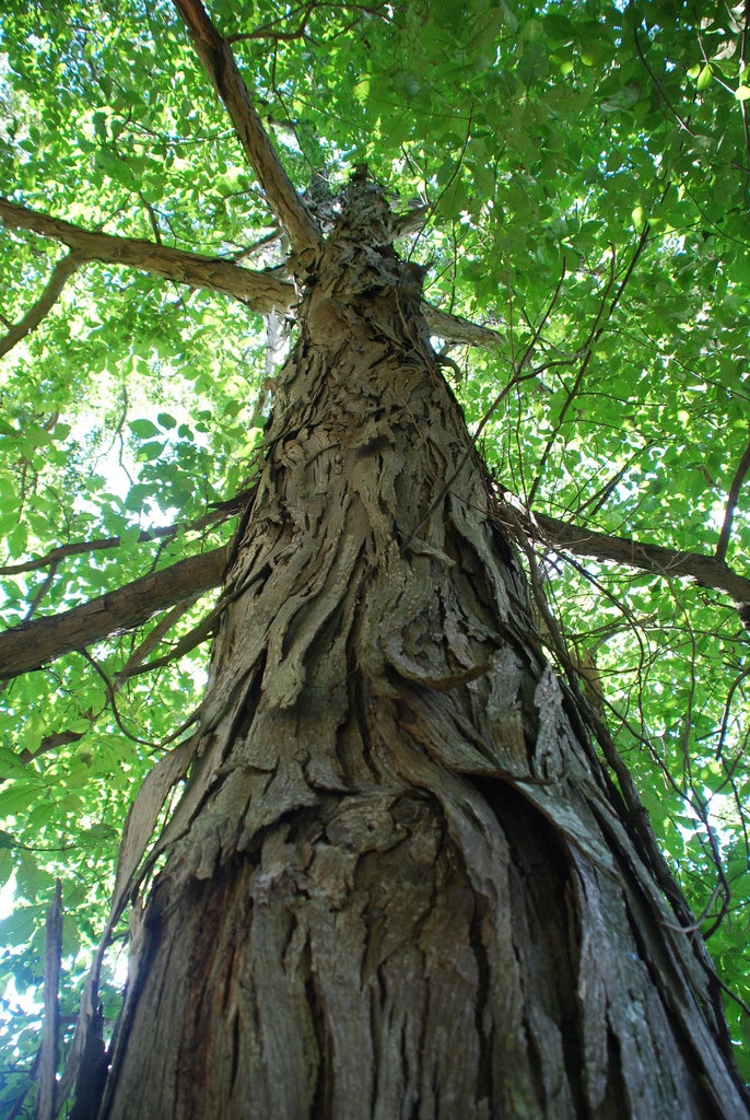 Shaggy bark (Guilford County, NC)-Early Fall
