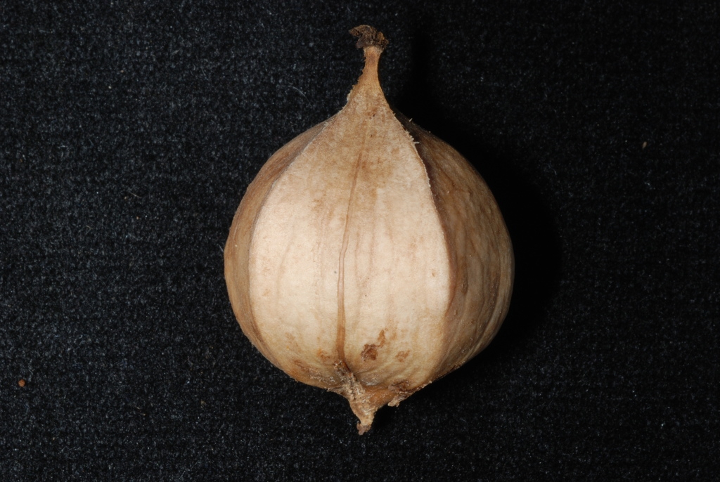 4-parted husk (Guilford County, NC)-Early Fall