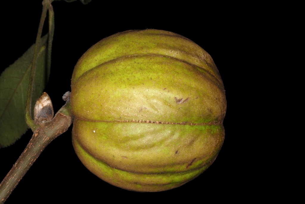 Fruit (Guilford County, NC)-Early Fall