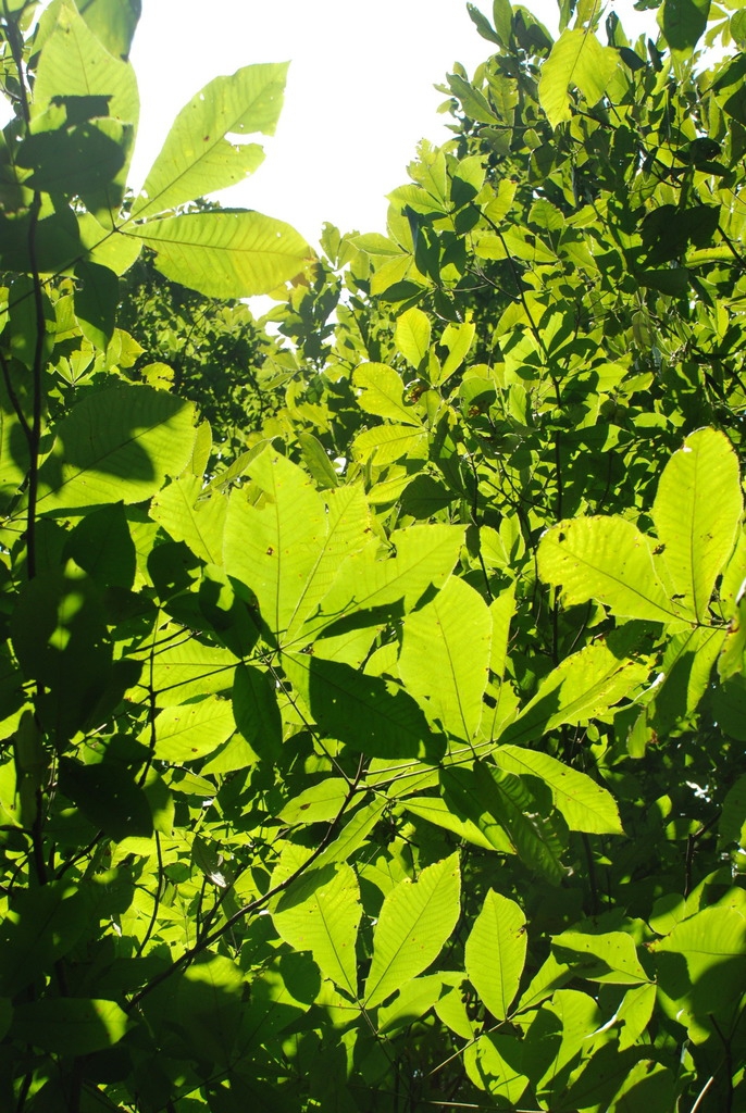 Compound leaves (Guilford County, NC)-Early Fall